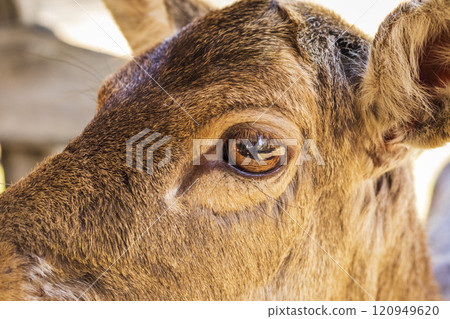 Shot of the close encounter of the deer with people. 120949620