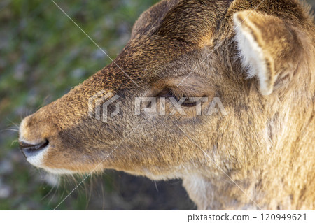Shot of the close encounter of the deer with people. 120949621