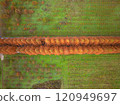 Aerial view of Metasequoia trees 120949697