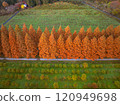 Aerial view of Metasequoia trees 120949698