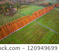 Aerial view of Metasequoia trees 120949699