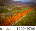 Aerial view of Metasequoia trees 120949700