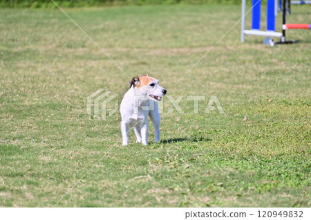 一名女子和傑克羅素梗犬在遛狗場玩耍 一名女子和傑克羅素梗犬在遛狗場玩耍 120949832