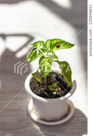 Lady bag rests on the leaves of the plant. Lady bag rests on the leaves of the plant. 120949851