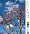 Blue sky and tree 120949924