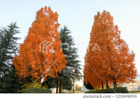 Autumn leaves at Honjo General Park Autumn leaves at Honjo General Park 120949959
