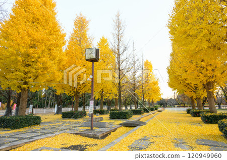 Autumn leaves at Honjo General Park Autumn leaves at Honjo General Park 120949960