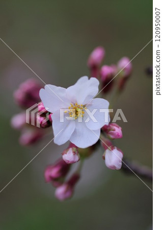 Close-up of Somei-Yoshino cherry blossoms heralding the arrival of spring 3 120950007