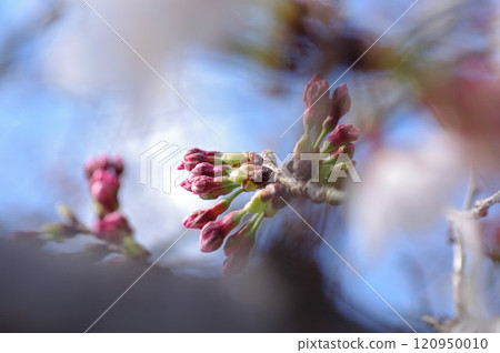 Close-up of Somei-Yoshino cherry blossoms heralding the arrival of spring 1 120950010
