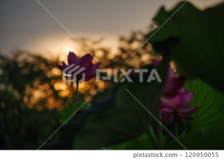 Ancient lotus illuminated by the morning sun 120950055