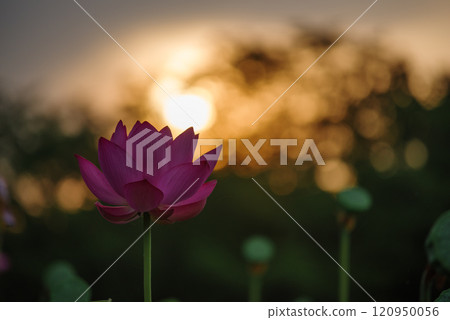 Ancient lotus illuminated by the morning sun 120950056