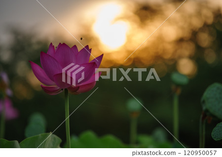 Ancient lotus illuminated by the morning sun 120950057