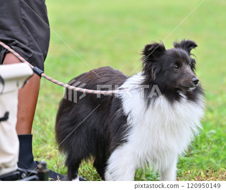Sheltie walking Sheltie walking 120950149