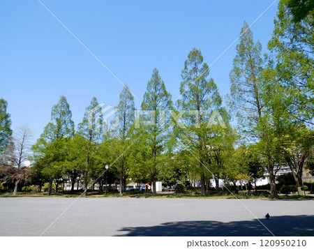 水杉橫濱西窪公園 120950210