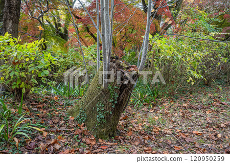 Branches growing from a broken tree 120950259