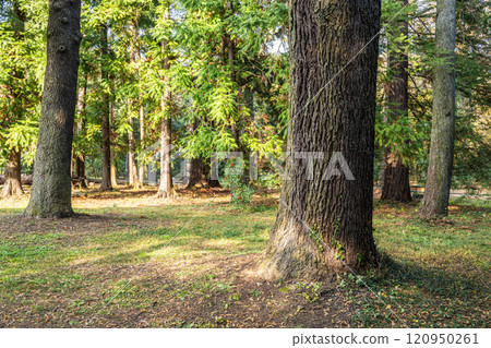 Coniferous forest with sunlight filtering through the trees 120950261