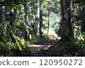 Autumn scenery and autumn foliage on hiking trails from Shinhotaka, Kamikochi, Okuhida, and Nishihomaruyama in Nagano Prefecture 120950272