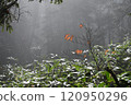 Autumn in Nagano Prefecture, Shinhotaka, Kamikochi, Okuhida, mountain trail view from Nishihomaruyama, morning sunlight filtering through the trees and autumn leaves 120950296