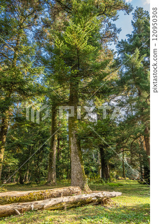 Coniferous forest with sunlight filtering through the trees Coniferous forest with sunlight filtering through the trees 120950308