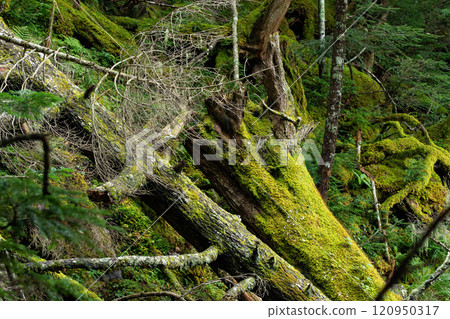 Mossy subalpine trees of the northern Yatsugatake Mountains Mossy subalpine trees of the northern Yatsugatake Mountains 120950317