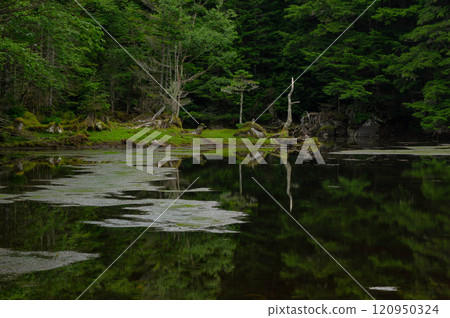 Midori Pond quietly reflects the shadows of the forest on a clear, foggy morning Midori Pond quietly reflects the shadows of the forest on a clear, foggy morning 120950324