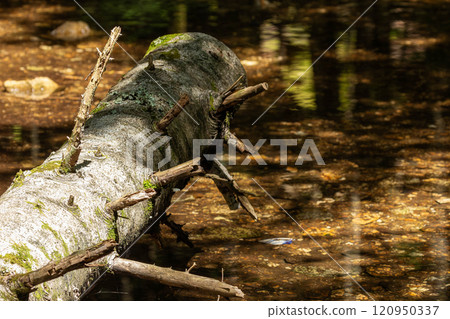 沿著從綠池到本澤溫泉的山間小徑，細流潺潺，倒下的樹木沐浴在陽光下。 120950337