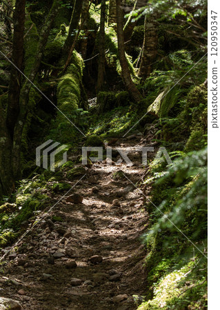 綠池前方有一條長滿青苔的山路，夏日的陽光透過樹林照射進來。 120950347