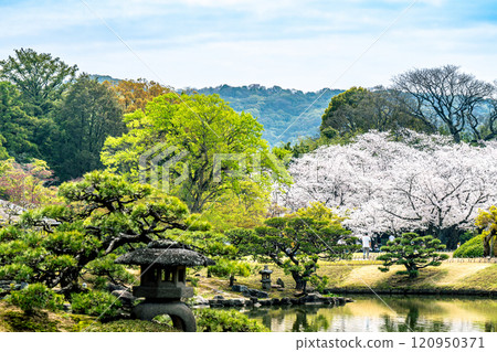 【日本三大名園】特別名勝後樂園泉池、松樹與櫻花 岡山縣岡山市北區 5 區 120950371
