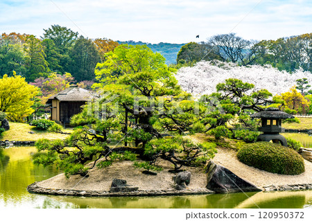 [Japan's Three Greatest Gardens] Special Place of Scenic Beauty: Spring at Korakuen Garden: Pond, Pine Trees, and Cherry Blossoms 4, Kita-ku, Okayama City, Okayama Prefecture 120950372