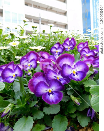 花壇裡的中提琴與北極 花壇裡的中提琴與北極 120950404