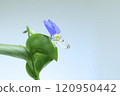 tunita花 120950442