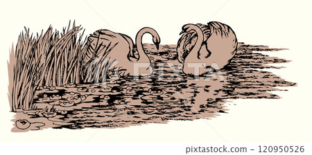 Vector drawing. Two swans in the park lake. Vector drawing. Two swans in the park lake. 120950526