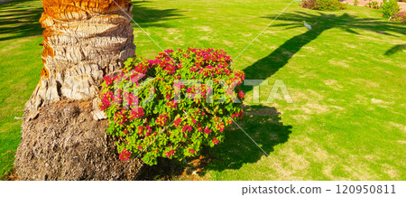 Beautiful bush near a palm tree. Well-maintained territory. 120950811