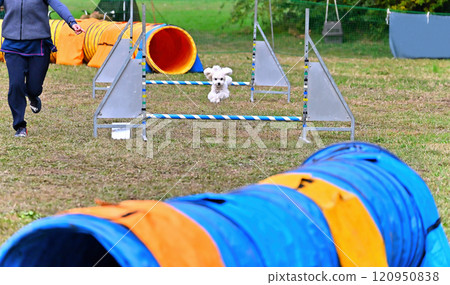 一名女子和一隻玩具貴賓犬在遛狗場玩耍 120950838