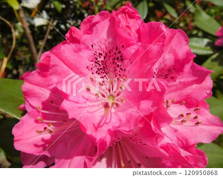 粉紅色的杜鵑花 120950868