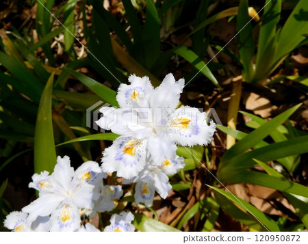 Flowers of Shaga Flowers of Shaga 120950872