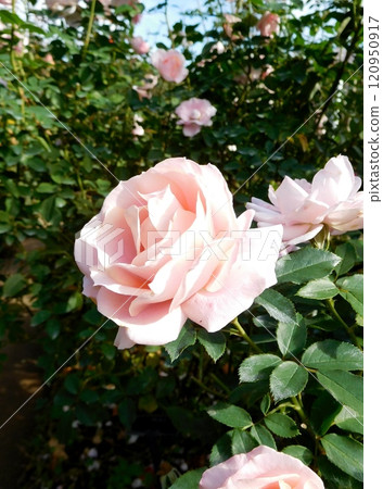 玫瑰南方希望 120950917