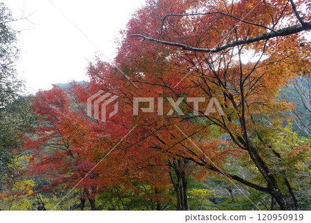 Mukogawa Valley: Hiking along the abandoned railway line, Takedao autumn leaves 120950919