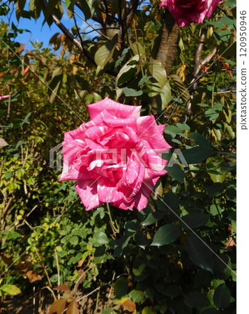 Rose Modern Times Rose Modern Times 120950946