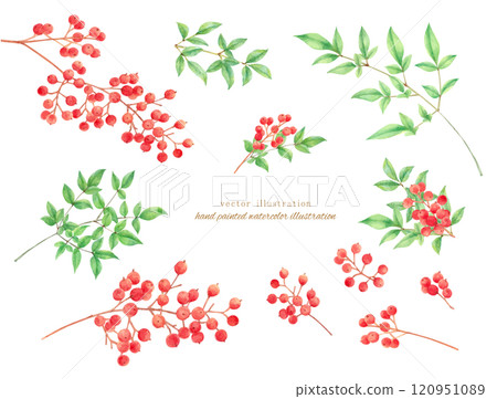 Vector illustration of red nandina drawn by watercolor 120951089