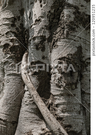 The surface of stem the big tree texture use as natural background and wallpape. 120951235