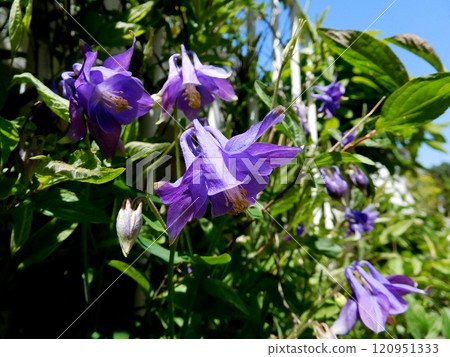 Blue Odamaki flower 120951333