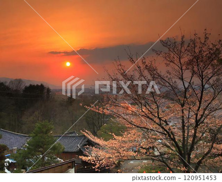 櫻花的風景 120951453