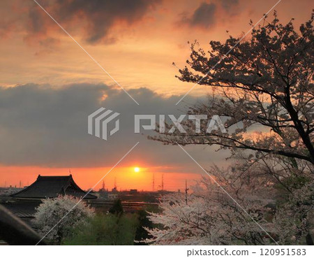 櫻花和塔染上了春天的夕陽 櫻花和塔染上了春天的夕陽 120951583