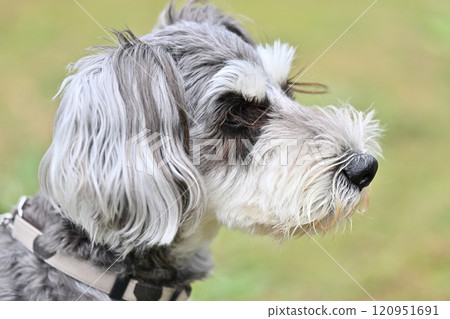 cute miniature schnauzer 120951691