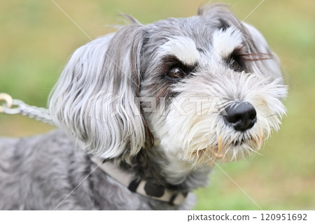 cute miniature schnauzer 120951692