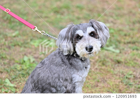 Cute miniature schnauzer looking at camera 120951693
