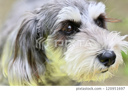 Cute miniature schnauzer close-up Cute miniature schnauzer close-up 120951697