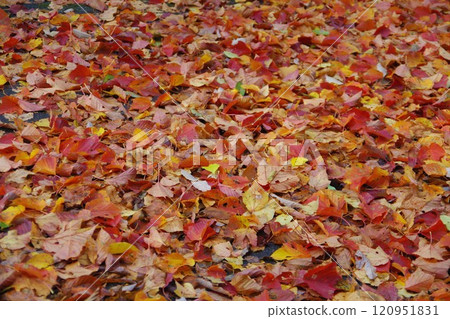 Carpet of fallen leaves Carpet of fallen leaves 120951831