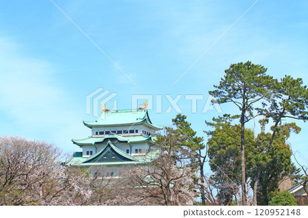 Scenery of cherry blossoms in full bloom and Nagoya Castle, Nagoya City, Aichi Prefecture 120952148